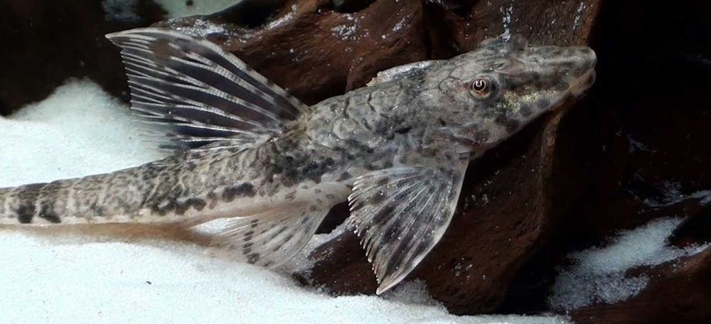 Zbrojnik drobny - Rineloricaria parva XXL - Loricaria - dowóz, wysyłka