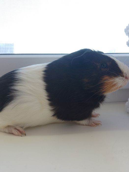 Морська свинка дівчинка