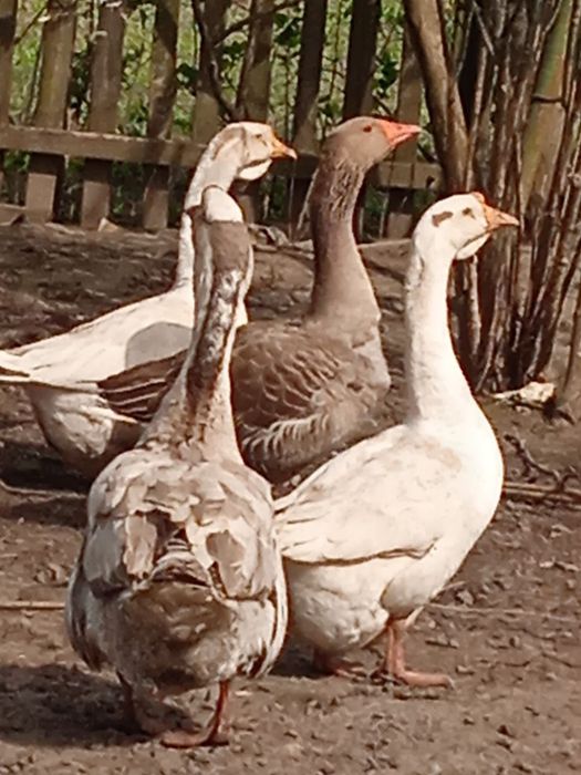 Яйця гусині інкубаційні