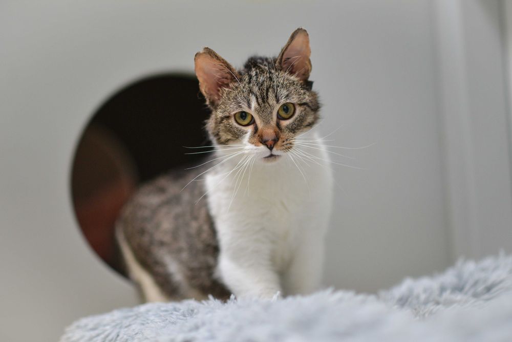 Poznajcie Felka, radosnego kocurka, który szuka kochającego domu!