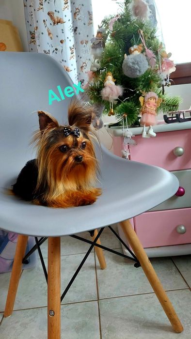 York,Yorkshire Terrier,Shih Tzu,Maltańczyk,Chihuahua reproduktor