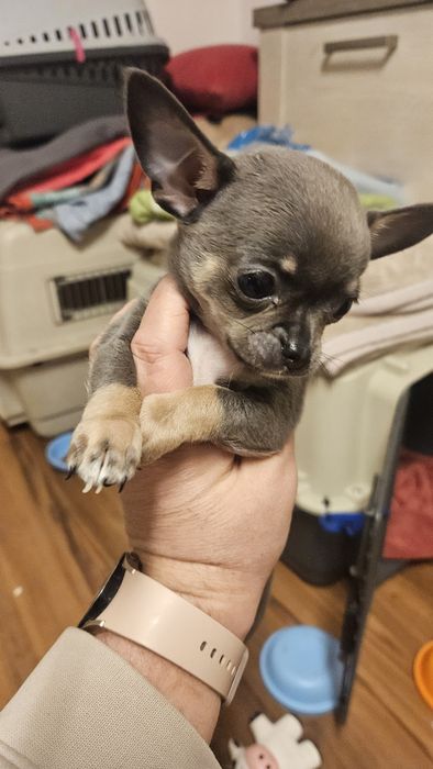 Piękna Suczka Niebieska Chihuahua