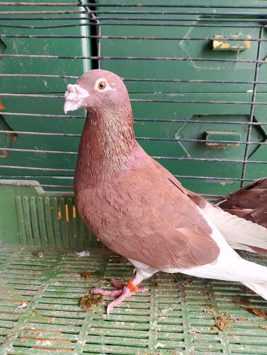 Sprzedam gołębie pocztowe para parzysta