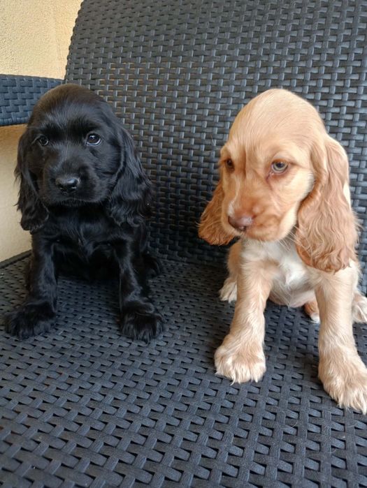 Szczeniak Cockier Spaniel
