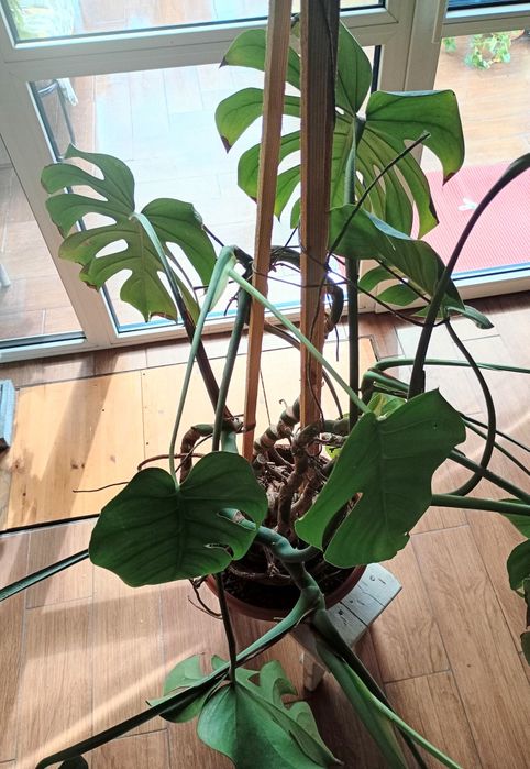 Kwiat MONSTERA rozwijający się