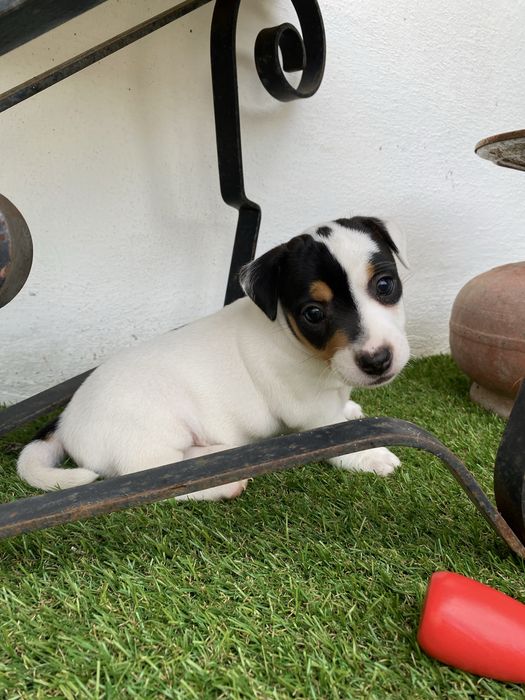 Jack russel terrier