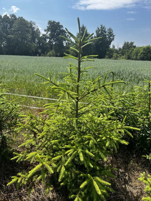 Świerk pospolity, świerk kłujący (srebrny)
