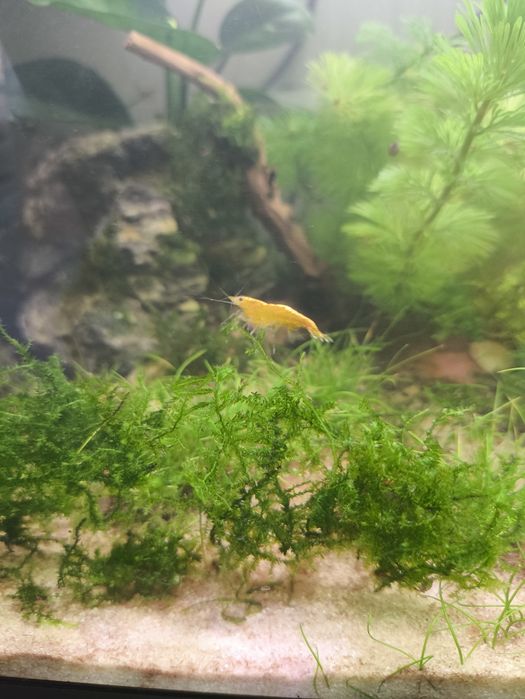Krewetki Neocaridian yellow