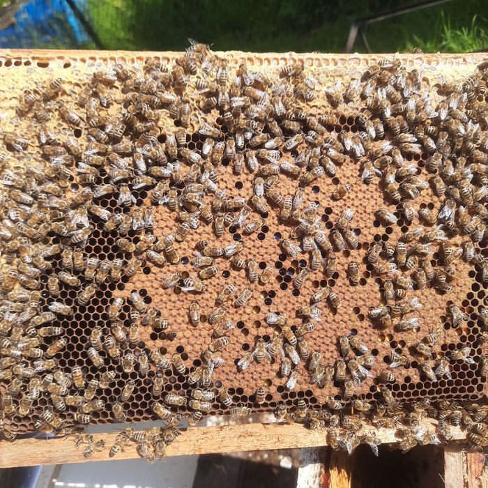 Matki pszczele, Odkłady  pszczele, rodziny pszczele, ramka wielkopolsk