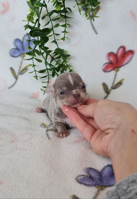 Excecional mini lilac Chihuahua/Chiuaua de Qualidade