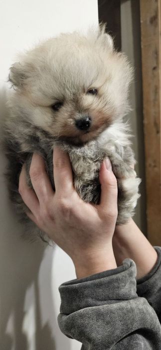 Шпіц шукає наречену, розв'язаний, гарне потомство