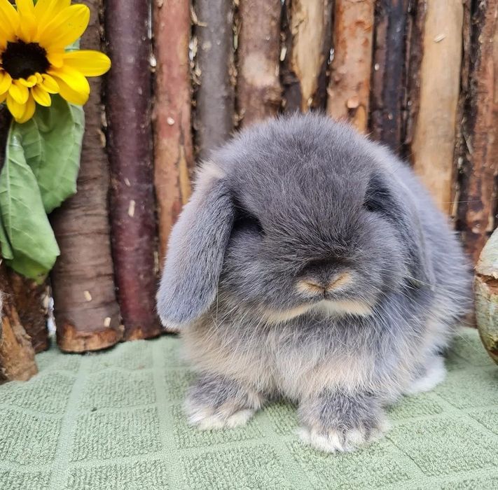 KIT Coelhos anões orelhudos, mini lop desparasitados