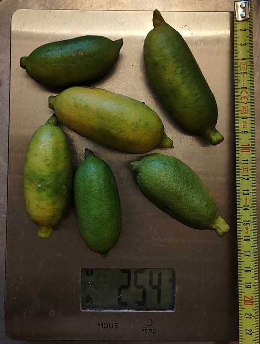 Limao caviar polpa amarela gigantes (40–55 g cada!)