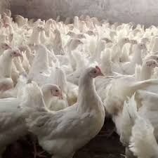 курочки несушки молодые Декалб Уайт куры несушки