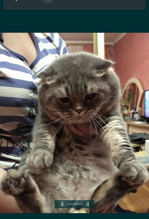 Шотландські висловухі кошенята ( колір Таббі )