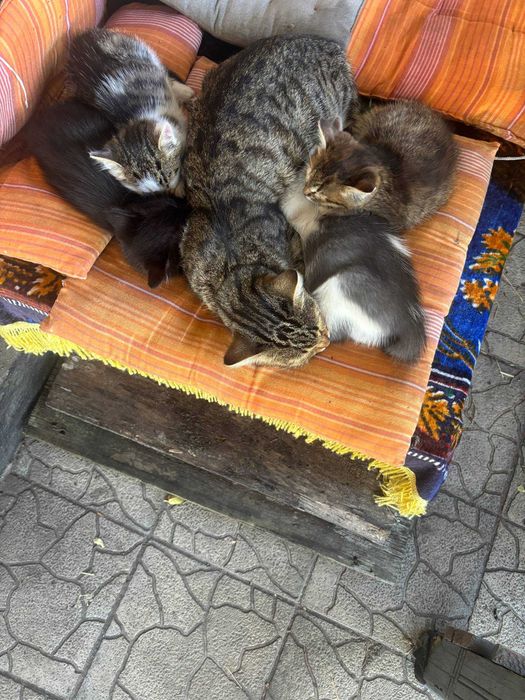 Кошеня в добрі руки