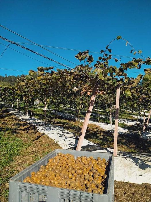 Kiwis Calibre Pequeno