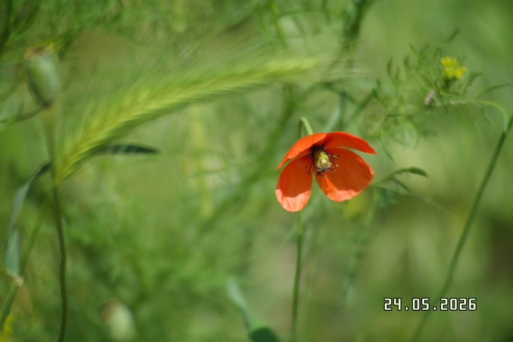 Об'ектив 70-210mm macro