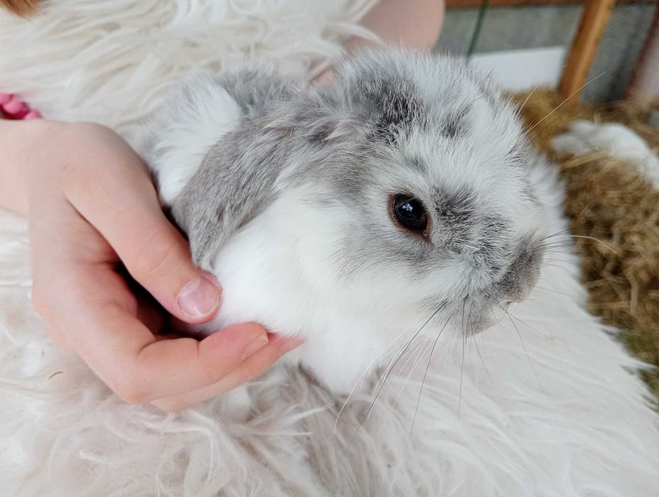 Króliczek baranek miniaturka Mini Lop hodowla zarejestrowana