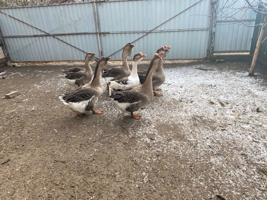 Продам гуси Холмогори