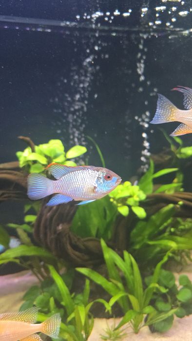 Młode akary Blue Electric od 2-3cm