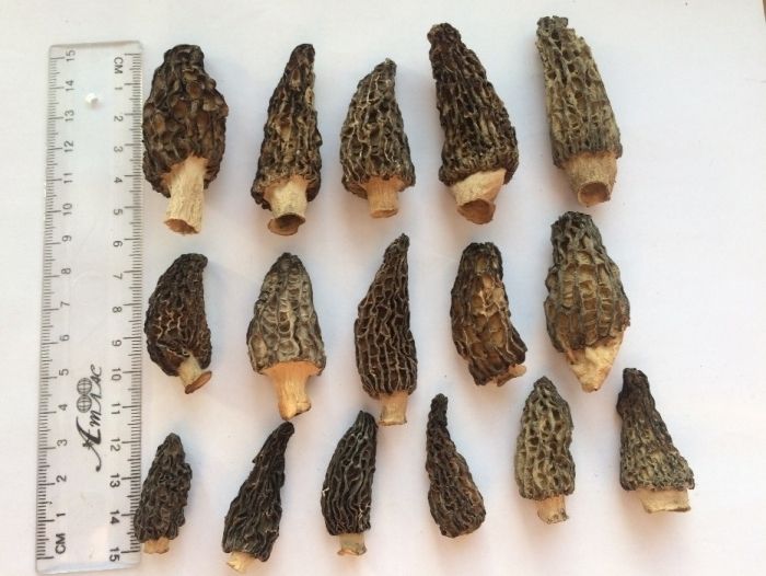 Сморчки зморшки сушені гриби Morchella conica сморчок, грибы сушеные