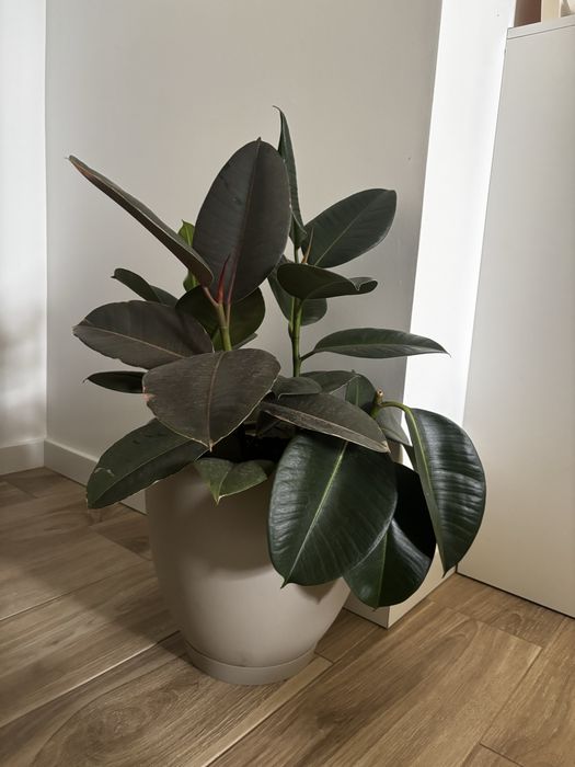 Planta com vaso e prato