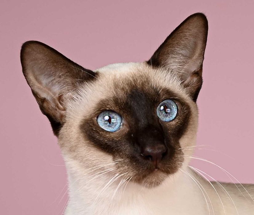 Сіамо - орієнтальний котик Jobs