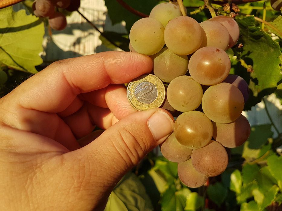 Pyszne winogrono Deserowe-sadzonki.