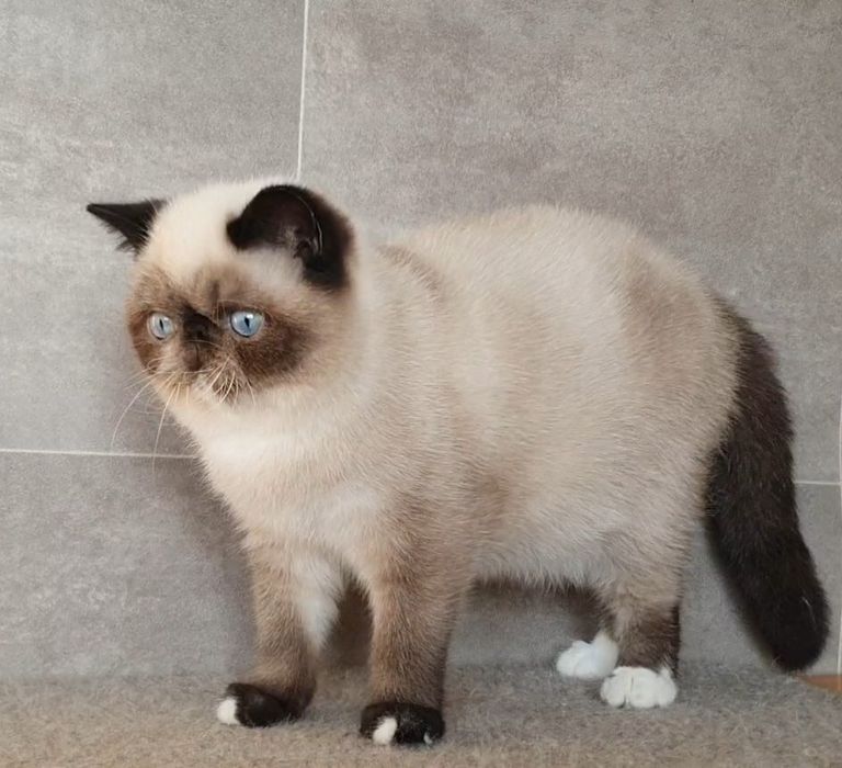 Kocurek Egzotyczny, czy te oczy mogą kła...