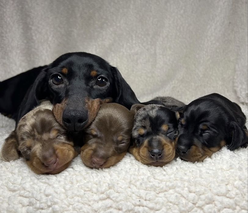 Такса щенки шоколадки