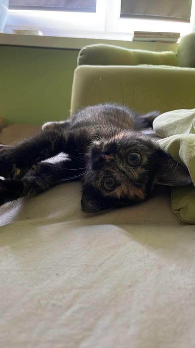 Małe słodziaki szukają domków - do pilnej adopcji