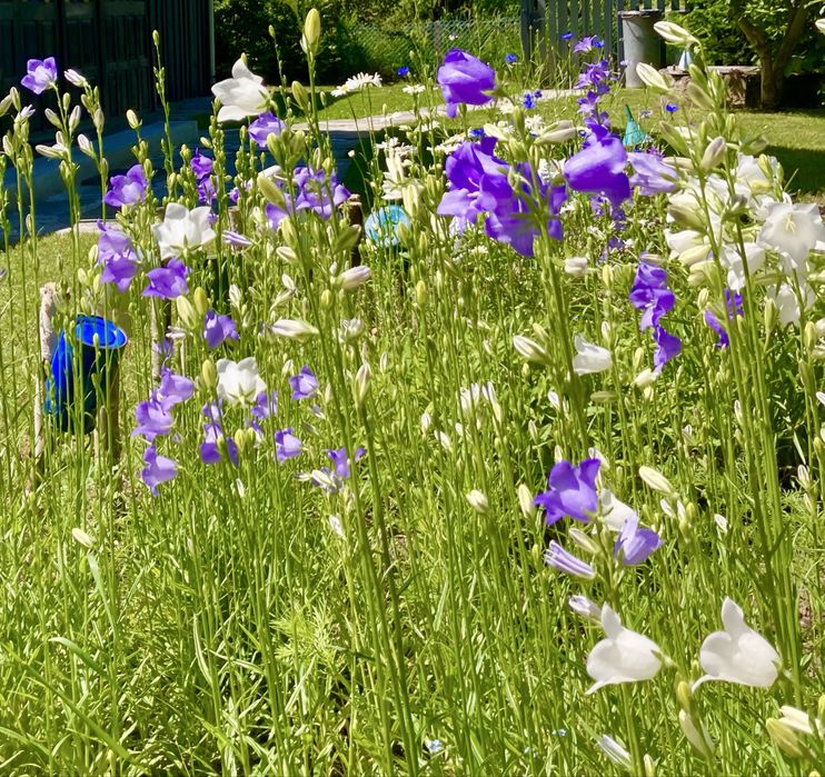 Sadzinki rudbekia, dzwonki ogrodowe