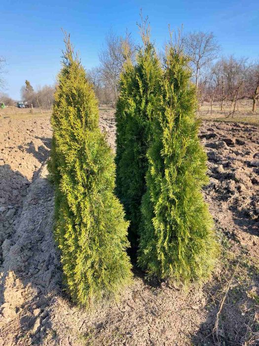 Продам тую  Смарагд