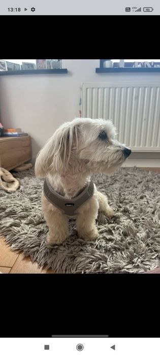 Zaginął pies maltańczyk