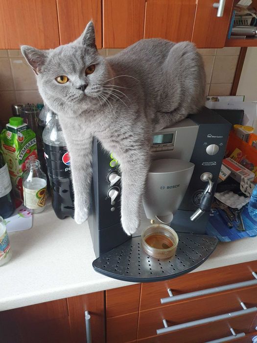 Ekspres do kawy Bosch benvenuto b40