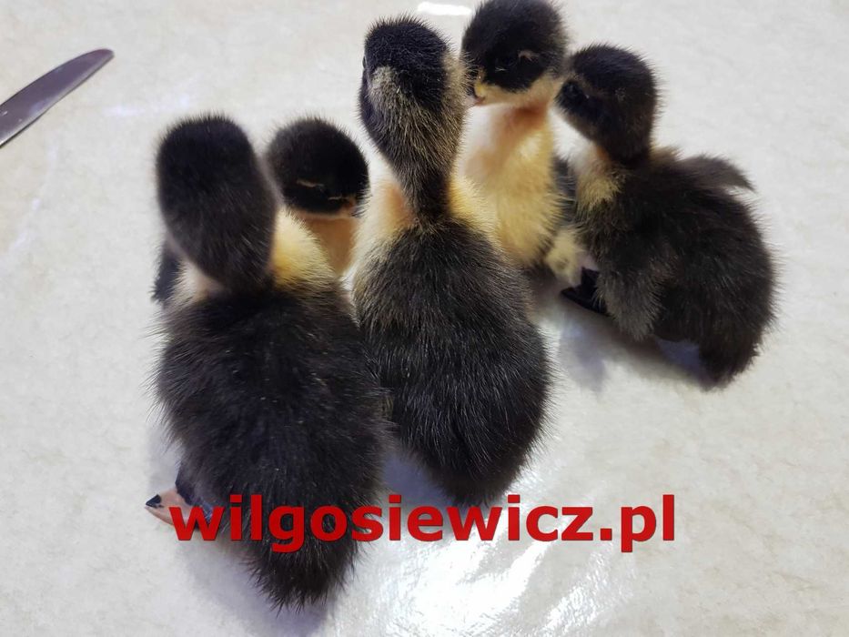 Kaczka młoda do odchowu