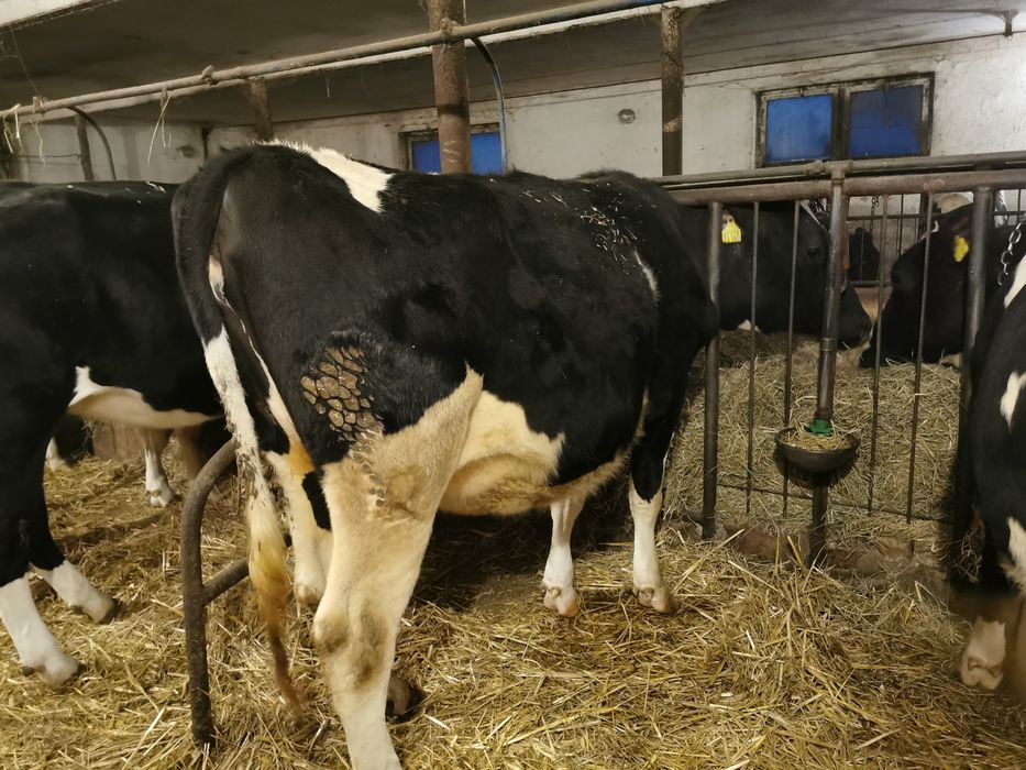 Jałówki cielne, jalowka hf cielna 10 i 21.04