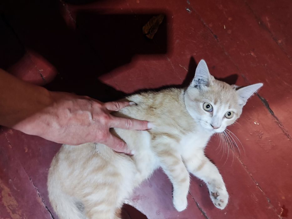 Отдам в хорошие руки котенка персикового окраса , мальчик, 3 месяца