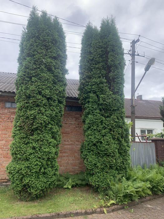 Туі продам .