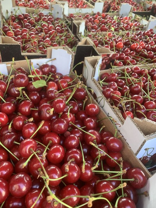 Cereja do Fundão - calibre 28 a 32