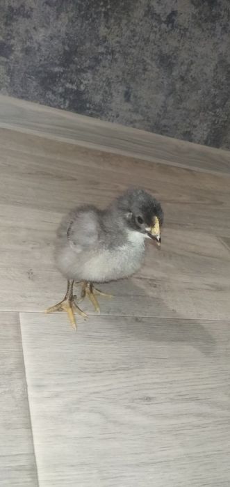 Продам яйца на инкубацию