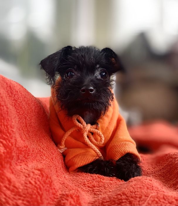 Той- пудель хлопчик