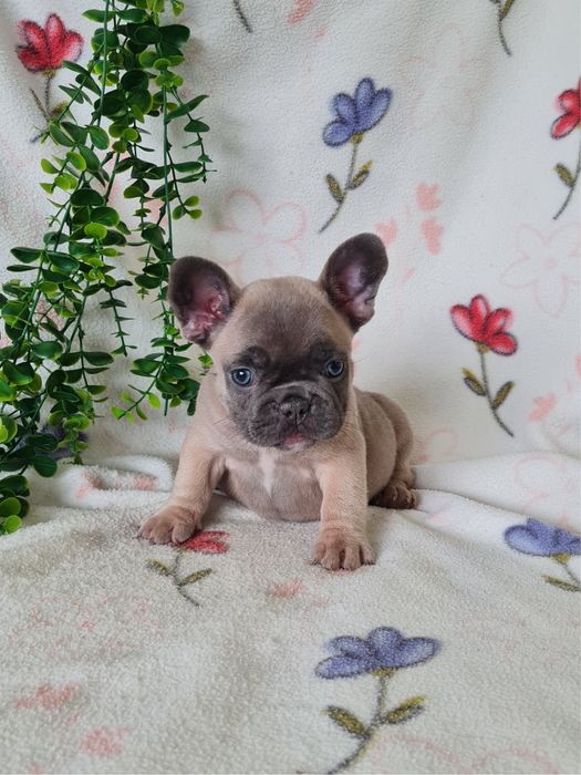 Excelente menina blue fawn Bulldog/Bouledogue Frances de Qualidade