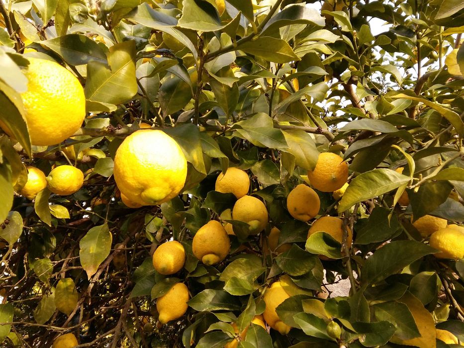 Limões 100% Biológicos