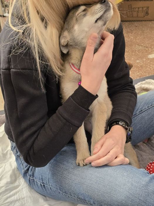 Чарівне цуценя дівчинка шукає родину