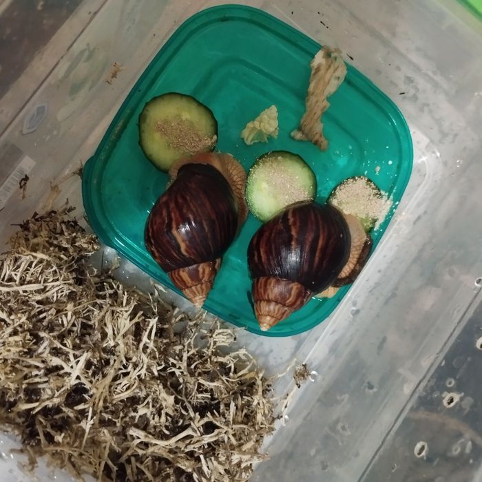 Равлики Ахатіни,подарую безкоштовно