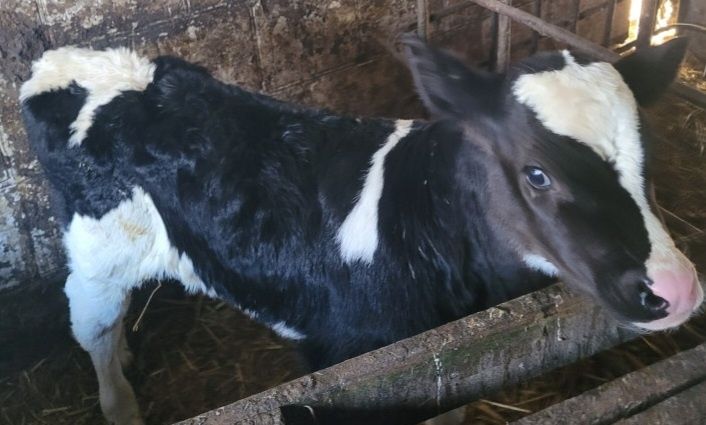 Sprzedam dwa byczki MM