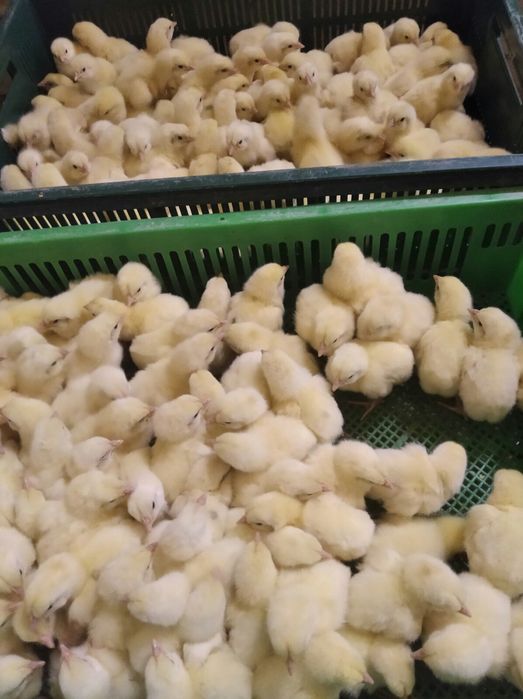 Бройлер кооб 500