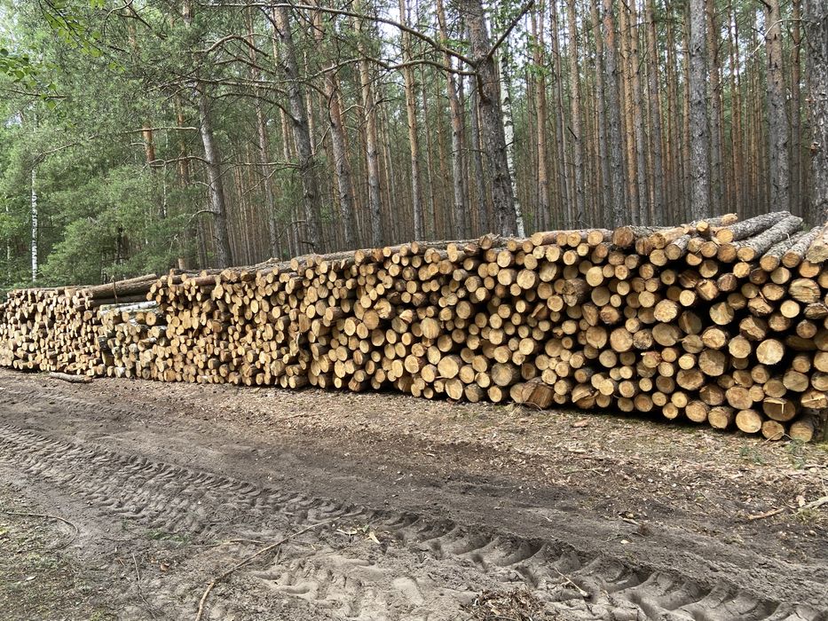Drewno opałowe suche brzoza, dab, czeremcha, sosna